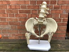 FULL SIZE HUMAN PELVIS AND