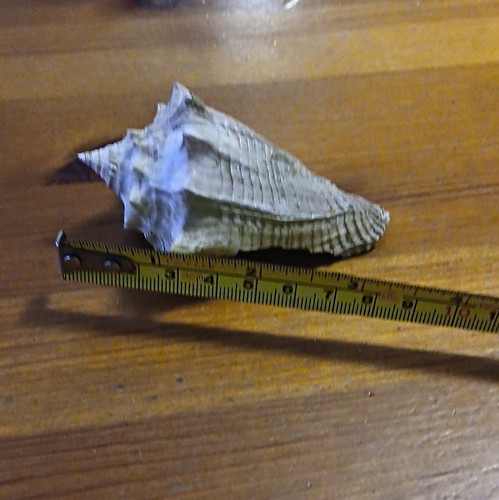 Natural unpolished conch shell - natural,
