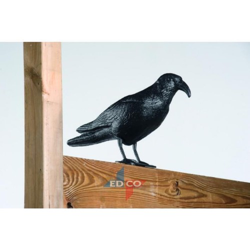 Garden black crow - crow, pigeon