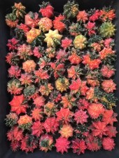 Sale 55pcs 2.5-3cm Gymnocalycium mihanovichii variegata WYSIWYG Own Root