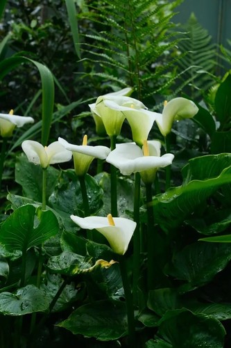 Arum lily rhinzome - lily,