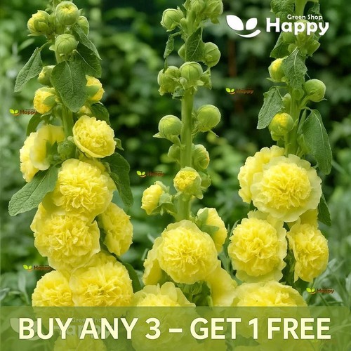Hollyhock chaters double - hollyhock,