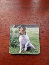 Jack Russell Terrier magnet