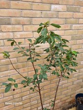 Duo Cherry Tree Plant Dwarf