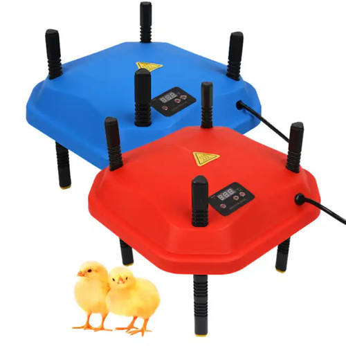 Chicken poultry brooder - poultry,