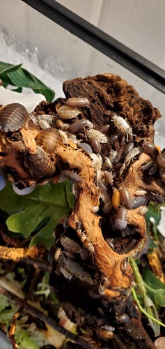 Live isopods terrarium clean - live,