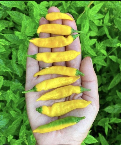 Yellow submarine chilli 16 - chilli,