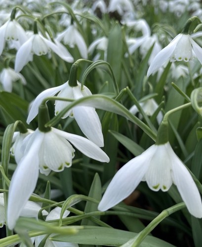 Galanthus lady beatrix stanley - lady,