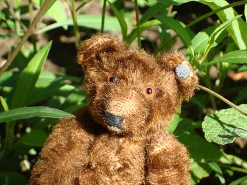 Antique steiff bear - bear, 1930s