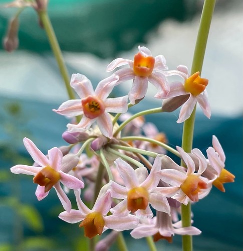Tulbaghia suzanne 9cm - ‘suzanne’,