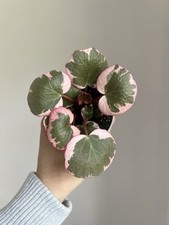 Saxifraga stolonifera Tricolor