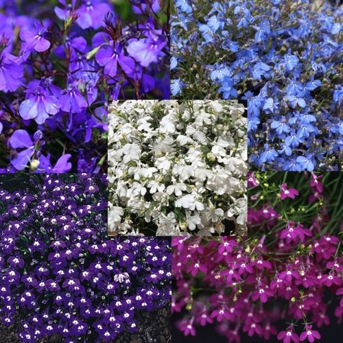 Lobelia x20 garden - lobelia, ready