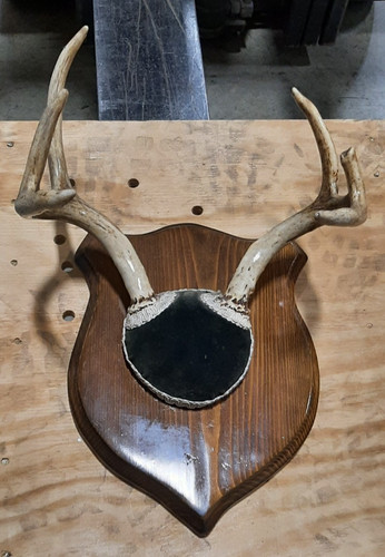 Vintage whitetail deer - whitetail,
