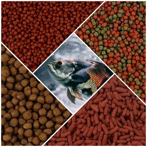 Oscar cichlid fish food - cichlid,