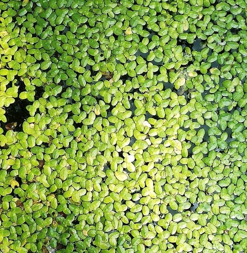 1000 duckweed floating live - 1000+,