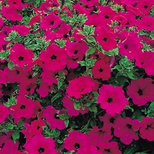 x3 Petunia Surfinia Purple