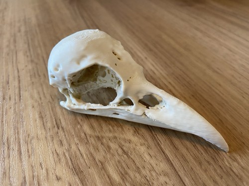 Replica crow specimen - replica,