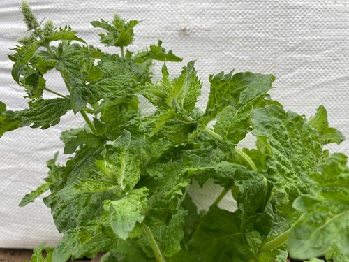 Mojito mint mentha nemorosa - mojito,