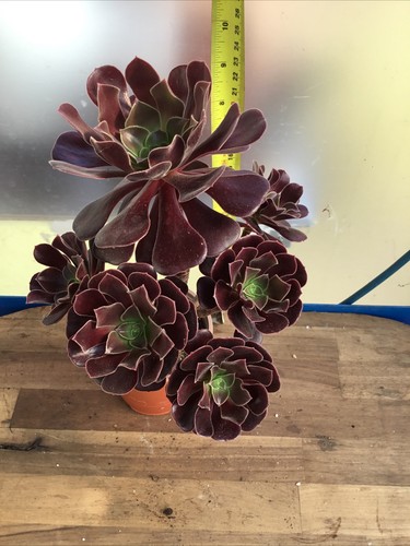 Aeonium durango - aeonium,