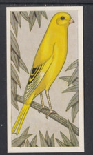 1960 Barratt & Co.  Cage &