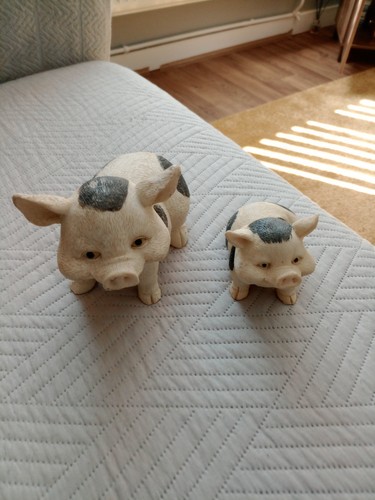 Pot belly pigs - pot,
