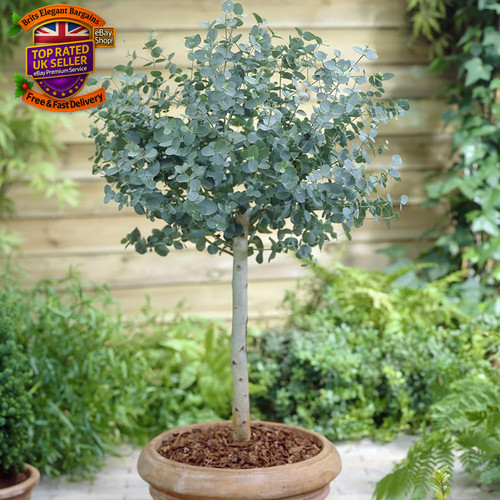 Eucalyptus tree gunnii - tree, 'gunnii'