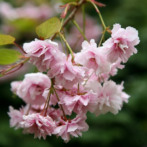 Kiku shidare zakura - kiku-shidare-zakura, flowering