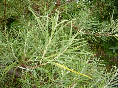 Rosemary willow tree - 10,