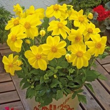 4 x Dahlia Mignon Yellow Bulbs