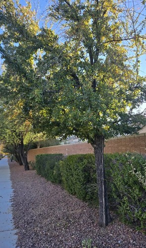 Quercus virginiana - 30,