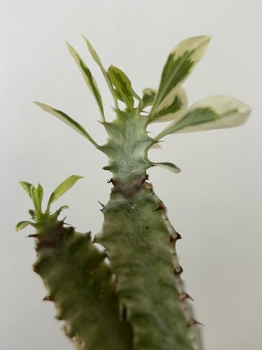 White euphorbia trigona - euphorbia,