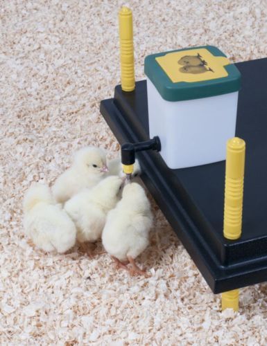 Comfort chick - cm,