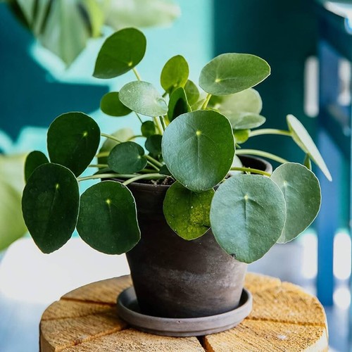 Pilea peperomioides chinese - peperomioides, /