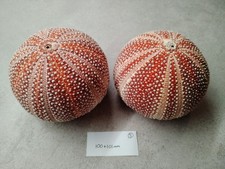 2 Large Scottish Sea Urchins
