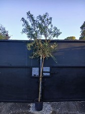 European Olive Tree Standard 200cm+ Amazing Quality A* 20L Evergreen Large Heads