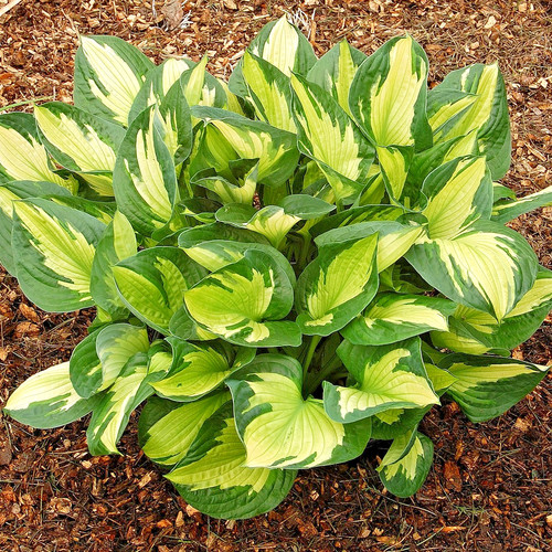 Hosta whirl wind plantain - hosta,