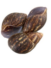 EMPTY SHELLS OF AFRICA GIANT LAND SNAIL - 3 Shells For £20. Ornaments & Aquarium