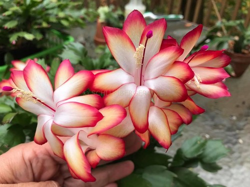 Samba brazil schlumbergera - brazil,