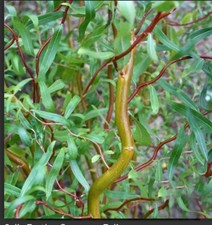 Twisted corkscrew willow fresh - corkscrew,