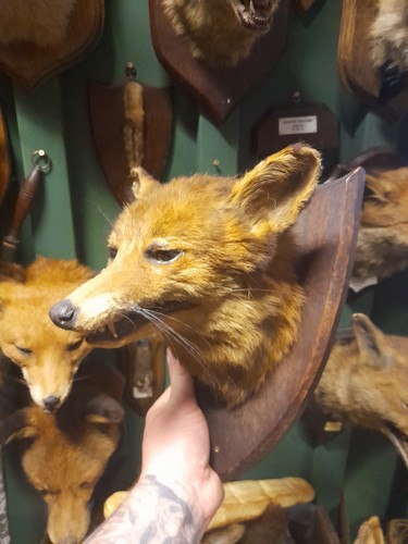 Taxidermy fox mask head - taxidermy, mount