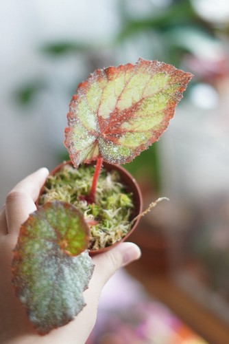 Begonia rex speckled - begonia, ‘speckled’