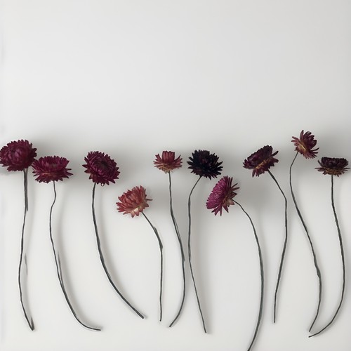 Dried flowers - 25, x