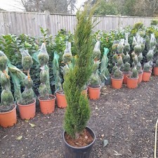 Spiral topiary tree - topiary,