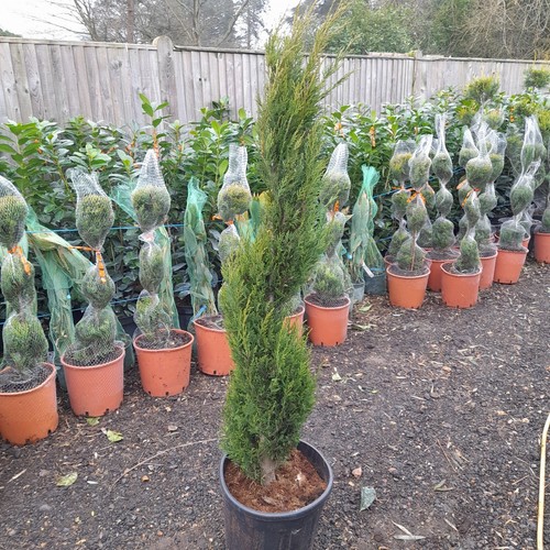 Spiral topiary tree 25l approx - 25l,