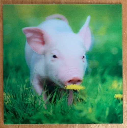 Piglet 3d holographic - 'piglet’,
