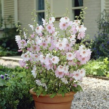 Patio Shrub Plants Lavatera 'Barnsley Baby', 6 x 9cm Pots, Dwarf and Compact