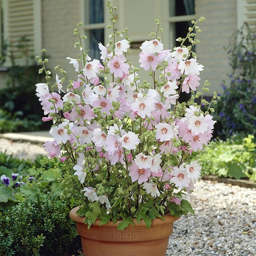 Patio shrub plants - patio,