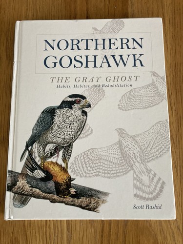 Northern goshawk the - northern, gray