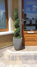 Outdoor boxwood spiral topiary - outdoor,