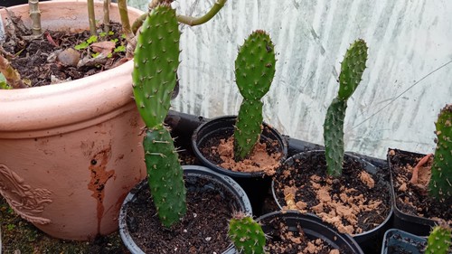 Prickly pear opuntia cactus - prickly,